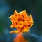 Marigold orange decorative and medicative flower vibrant close-up