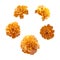 Marigold orange flowers isolated on white background. The day of the Dead. Mexico