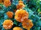 Marigold orange flowers after rain close-up. Celebration. The day of the Dead. Mexico. Decoration.