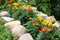 Marigold patch at a garden with vibrant flowers