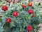 Marigold plant with beautiful red coloured flowers
