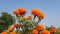 Marigold plant with flowers