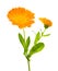 Marigold plant with flowers