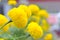 Marigold a plant in garden at summer under sunlight, typically with yellowl,nature background,abstract backgrounds,select focus