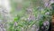 Marigold in the rain, light breeze close up, dynamic scene, toned video.Branch of green leaf in the rain, light breeze close up,