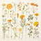 Marigold Sheet Turnaround: Botanic Studies Of Midwest Trees And Shrubs