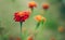 Marigold soft focus orange flowers floral photography in unfocused green blurred garden natural environment, copy space