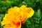 Marigold or Tagetes