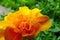 Marigold or Tagetes