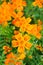 Marigold (Tagetes) Flowers