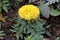 Marigold or Tagetes plant with fully open blooming bright yellow layered flower surrounded with closed flower buds and pinnate