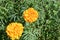 Marigold or Velvet flowers or Marigolds Latin. Tagetes after rain