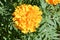 Marigold or Velvet flowers or Marigolds Latin. Tagetes after rain