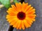 Marigold vibrant orange colored in detailed view on my balcony