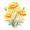 Marigold Watercolor Painting: White Alba Flowers On White Background