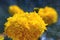 Marigold yellow decorative and medicative flower vibrant close-up