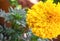 Marigold yellow flowers. Beautiful Marigold india flower