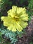 Marigold in yellow. Marigolds come in a variety of colors