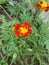 MARIGOLD ZENDUCHI PHULE FLOWERS NATURAL