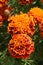 Marigolds