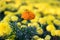 Marigolds background, floral texture, mexican marigold. Field of bright yellow flowers. Tagetes erecta. Selective focus