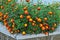 Marigolds blooming in garden