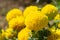 Marigolds blooming in the garden.