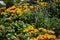 Marigolds blooming in Garden