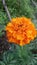 Marigolds blooming orange flowers