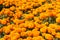 Marigolds Cempasuchil Mexico