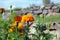 Marigolds and dandelions on a background of granite rocks