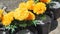 Marigolds flowers plastic in pot are mimic