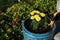 Marigolds freshly planted in a bright blue pot