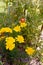 Marigolds growing with tomatoes as companion planting