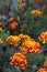 Marigolds and japanese beeetle 3066