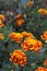 Marigolds and japanese beeetle 3070