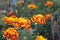 Marigolds and japanese beeetle 3073