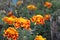 Marigolds and japanese beeetle 3074