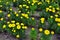 Marigolds Mixed Color Tagetes erecta, Mexican marigold, Aztec marigold, African marigold, marigold pot plant