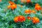 Marigolds, the most unusual flowers their bright buds are always visible on the green flower bed