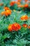 Marigolds, the most unusual flowers their bright buds are always visible on the green flower bed