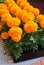 Marigolds Orange Color Tagetes erecta, Mexican marigold