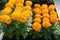 Marigolds Orange Color Tagetes erecta, Mexican marigold