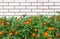 Marigolds with orange flowers and green leaves on a background of masonry with white bricks