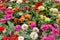 Marigolds and other northern ornamental flowers