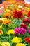 Marigolds and other northern ornamental flowers