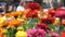 Marigolds and other northern ornamental flowers grow in flower beds