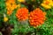 Marigolds shades of orange in the garden