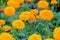 Marigolds shades of yellow and orange, Floral background (Tagetes erecta, Mexican marigold, Aztec marigold, African marigold