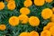 Marigolds shades of yellow and orange, Floral background Tagetes erecta, Mexican marigold, Aztec marigold, African marigold